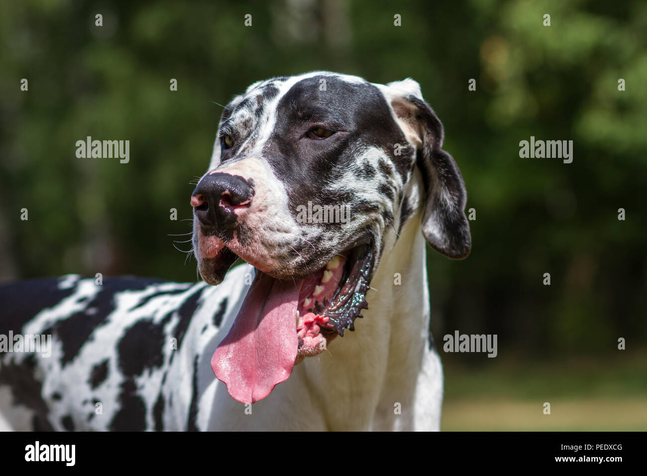 Harlekin Hund High Resolution Stock Photography and Images - Alamy