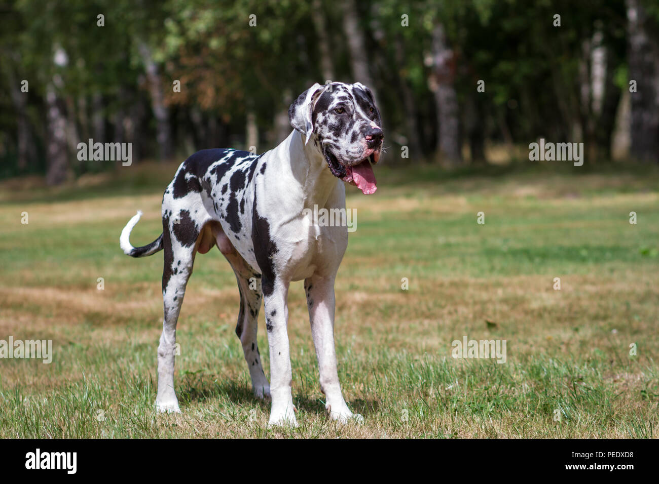 Harlequin Great Dane - Harlekin Deutsche Dogge Stock Photo