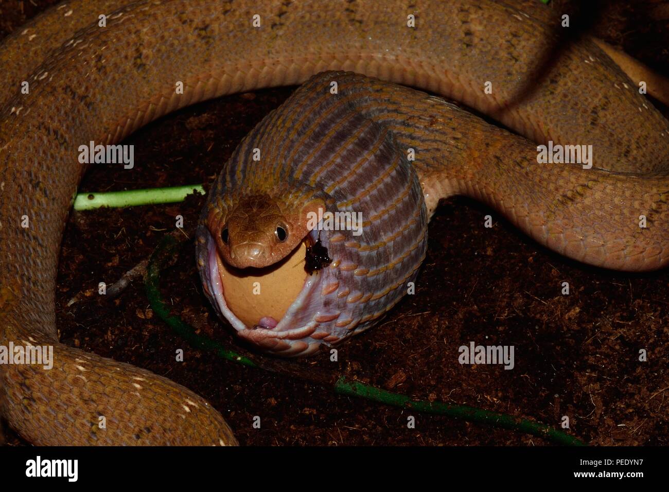 african egg-eating snake, Afrikanische Eierschlange, Dasypeltis Stock