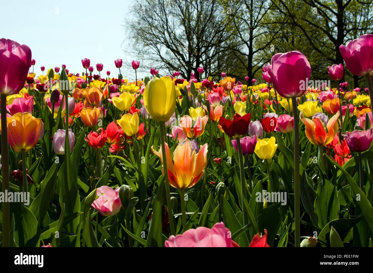 Tulips at Keukenhof Holland Stock Photo - Alamy