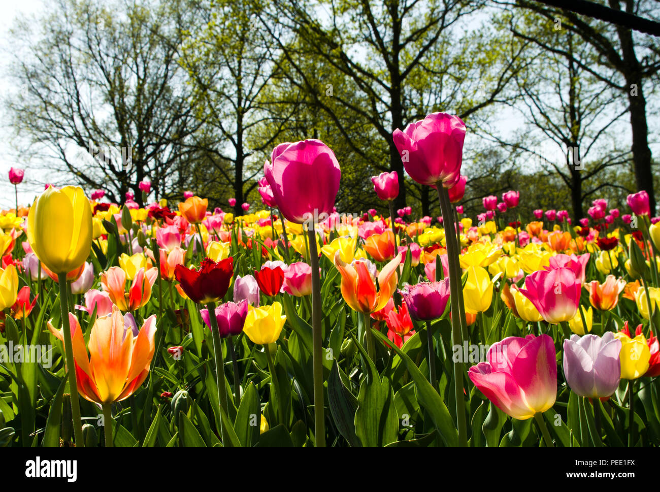 Tulips at Keukenhof Holland Stock Photo - Alamy