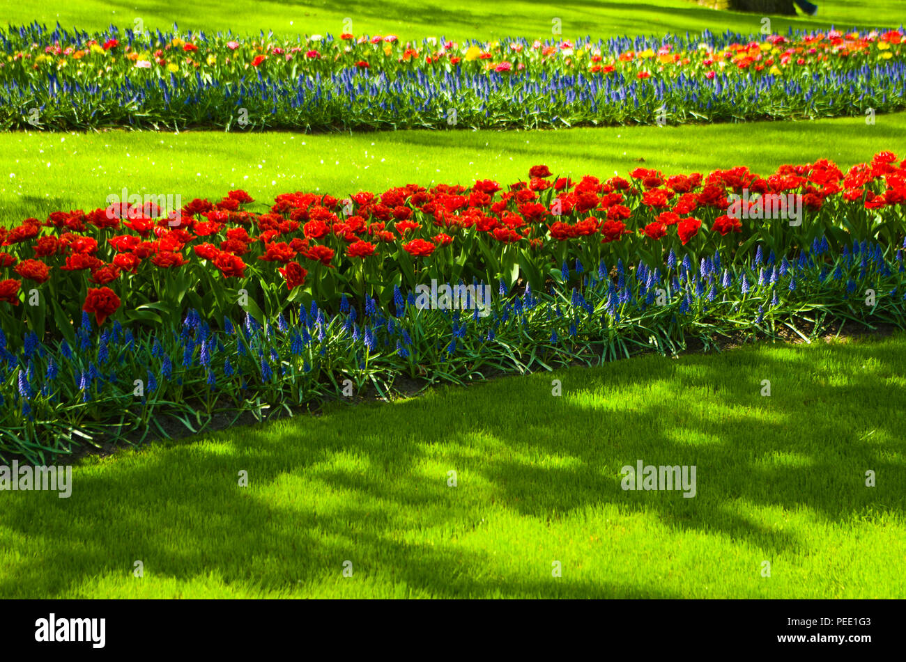 Tulips at Keukenhof Holland Stock Photo - Alamy