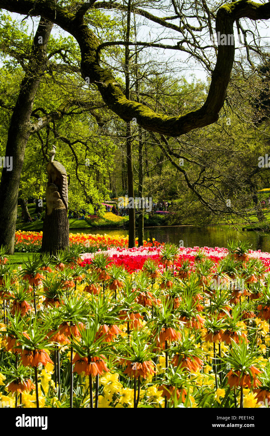 Tulips at Keukenhof Holland Stock Photo - Alamy