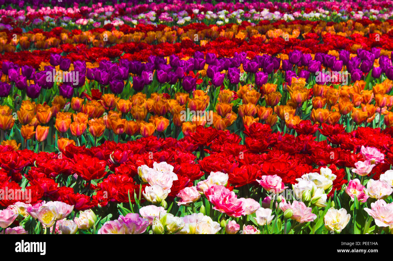 Tulips at Keukenhof Holland Stock Photo - Alamy