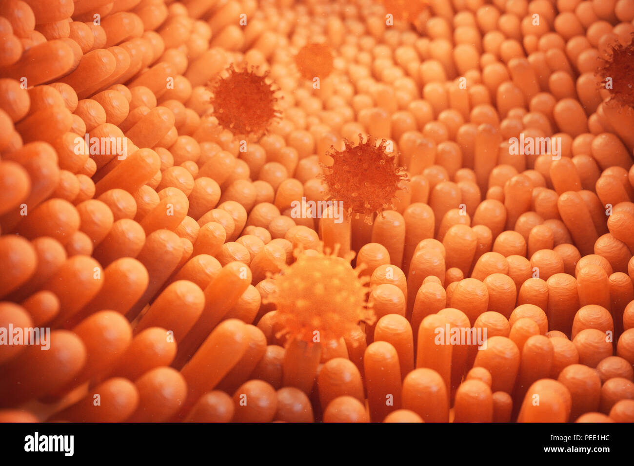 3d illustration Intestinal villi. Intestine lining. Microscopic villi and capillary. Human intestine. Viral infection causing chronic disease. Hepatit Stock Photo