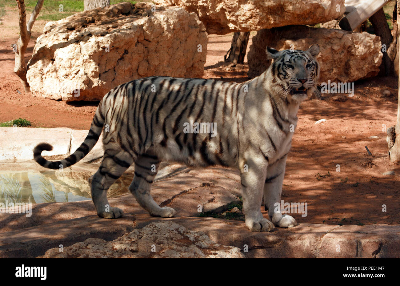 Mammals of bangladesh hi-res stock photography and images - Alamy