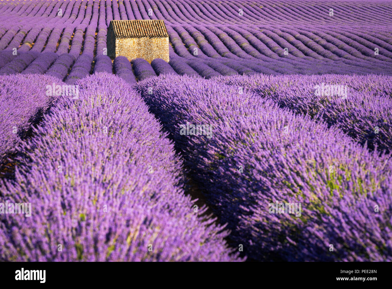 Lavender fields in Valensole at sunset with stone house in Summer. Alpes de Haute Provence, France Stock Photo