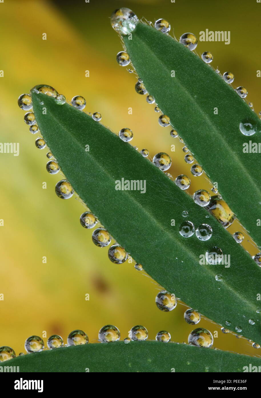 Leaves of lupin plant covered in rain droplets Stock Photo