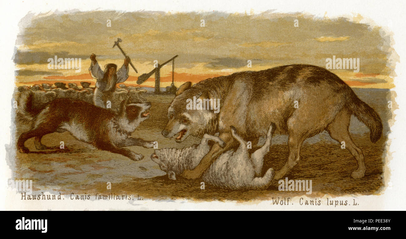 A wolf who has torn a sheep is attacked by shepherd and domestic dog