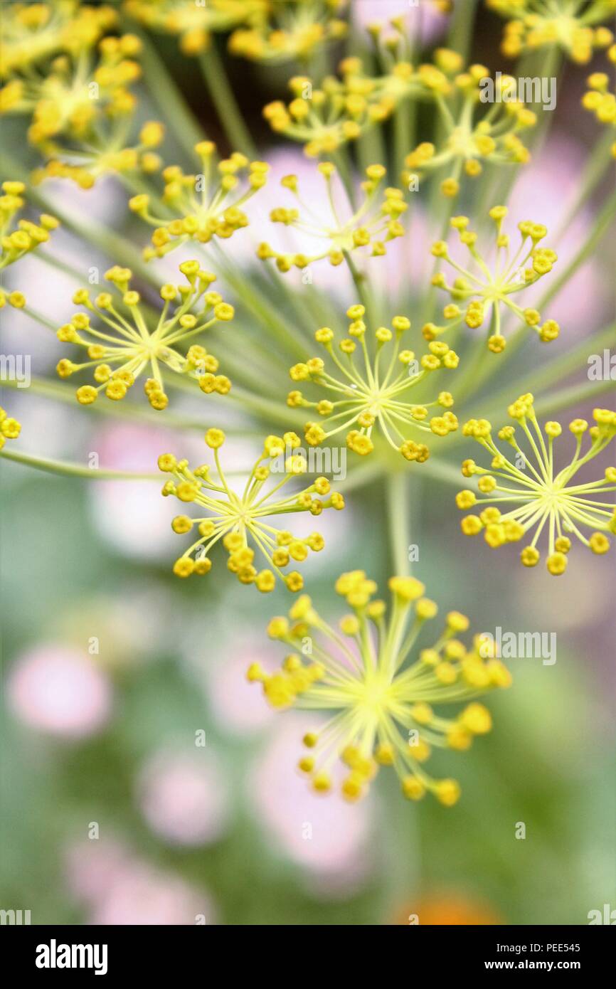 Fennel Foeniculum Vulgare seed heads on plant close up viewed from above Stock Photo