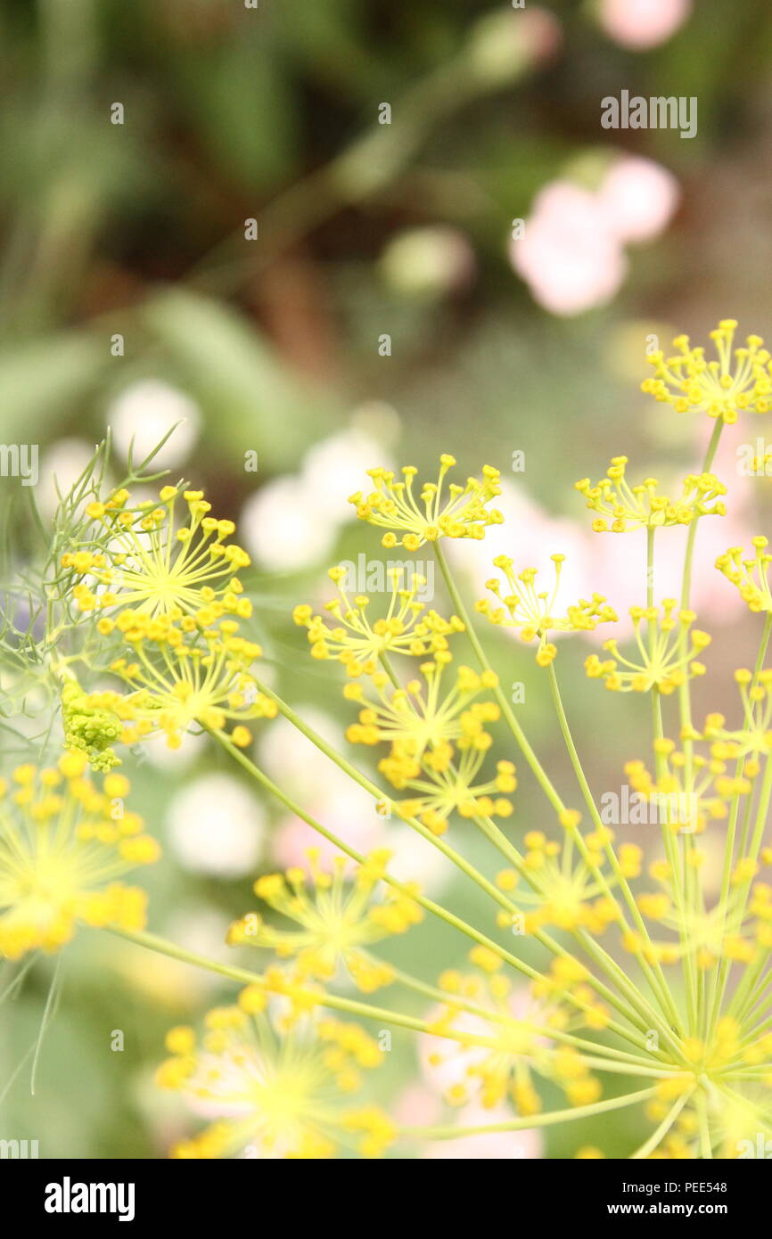 Fennel seed on plant hires stock photography and images Alamy