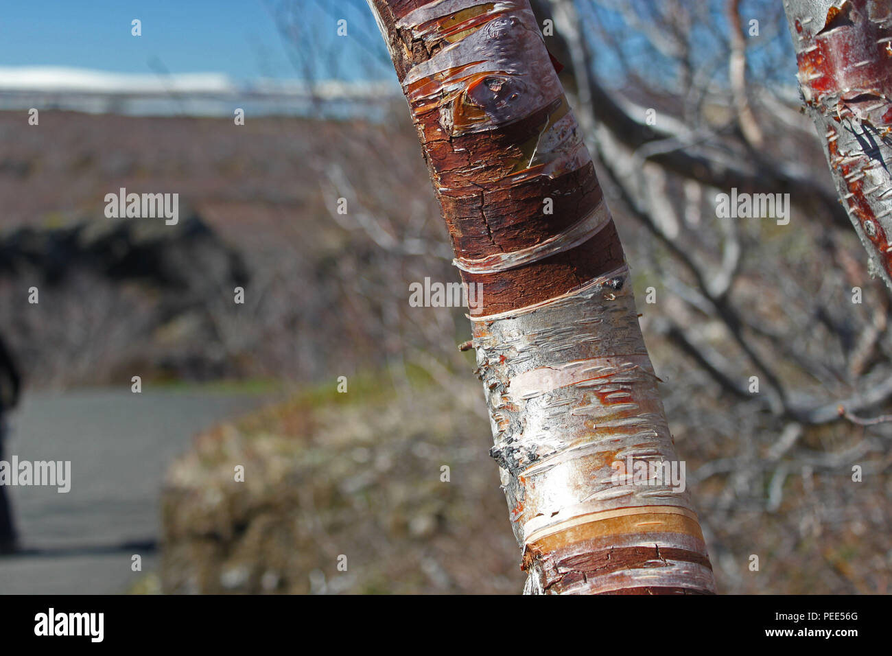 Bark of a silver birch tree. Dimmuborgir, Myvatn, Iceland Stock Photo