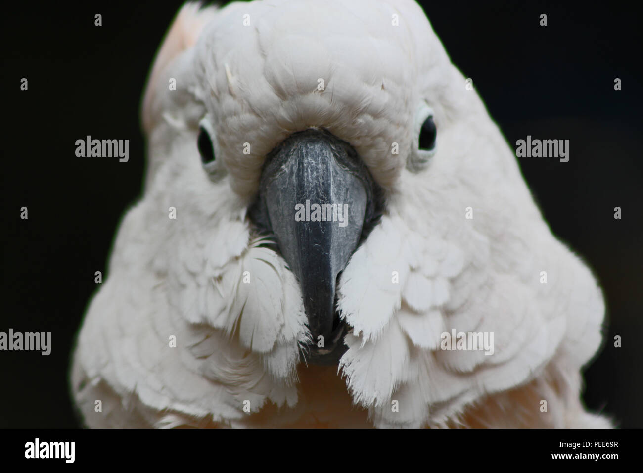 Cockatoo. Johannesburg, South Africa Stock Photo Alamy