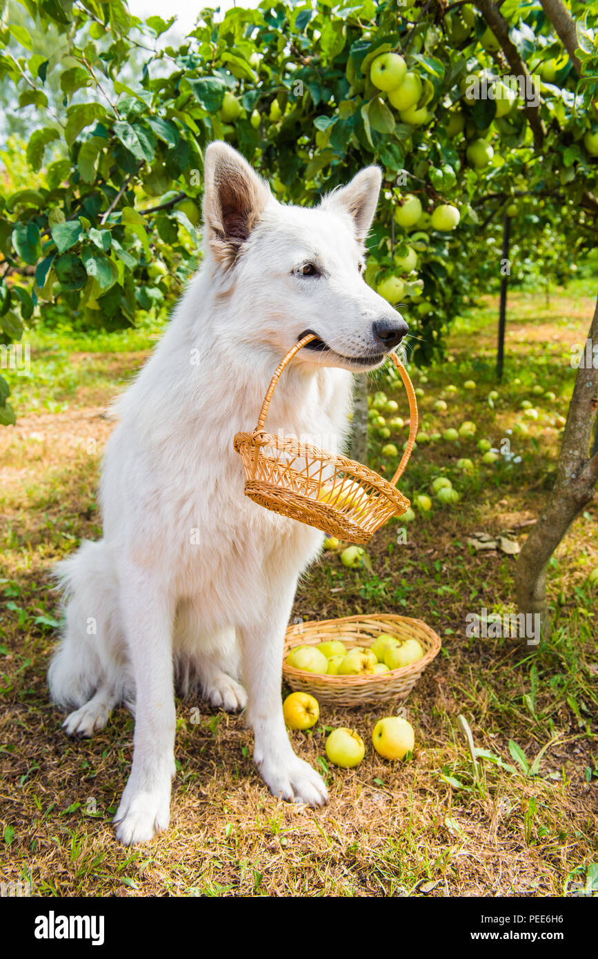 eating White Swiss Shepherd in front of white background Stock Photo ...