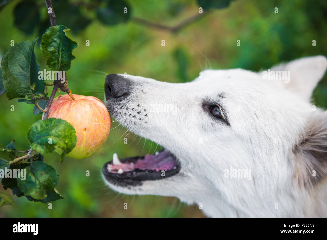 Dog eating apple hi-res stock photography and images - Alamy