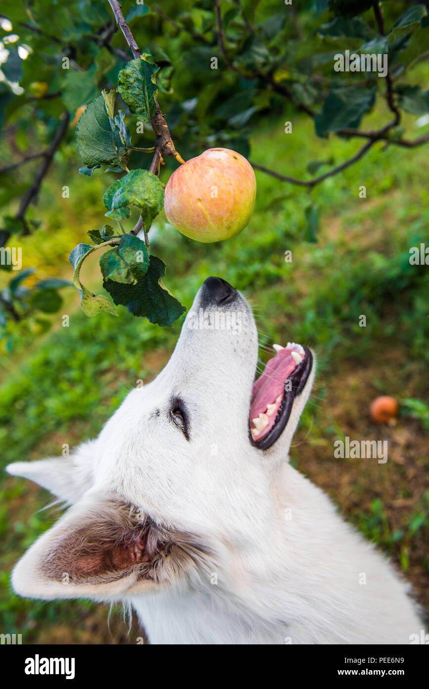 Dog eating an apple hi-res stock photography and images - Alamy