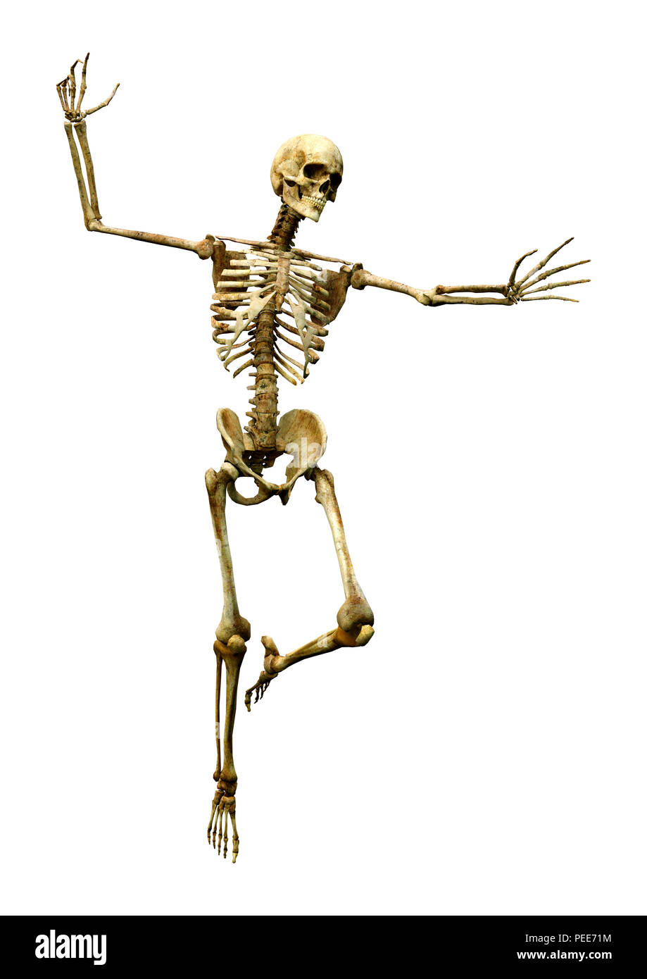 3D rendering of a human skeleton isolated on white background Stock ...
