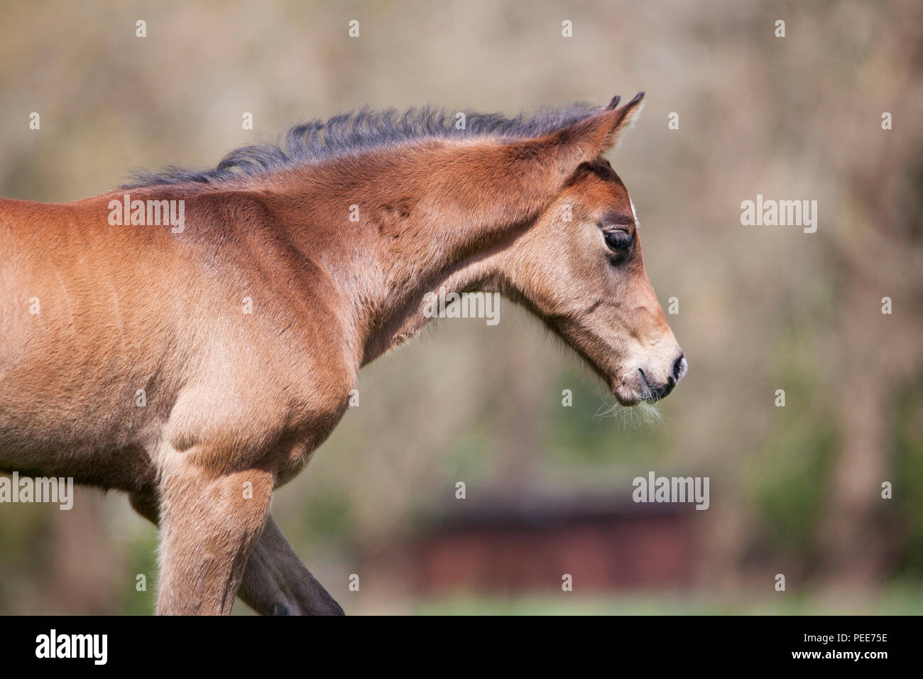 a young brown foal in summer on a pasture, closeup Stock Photo