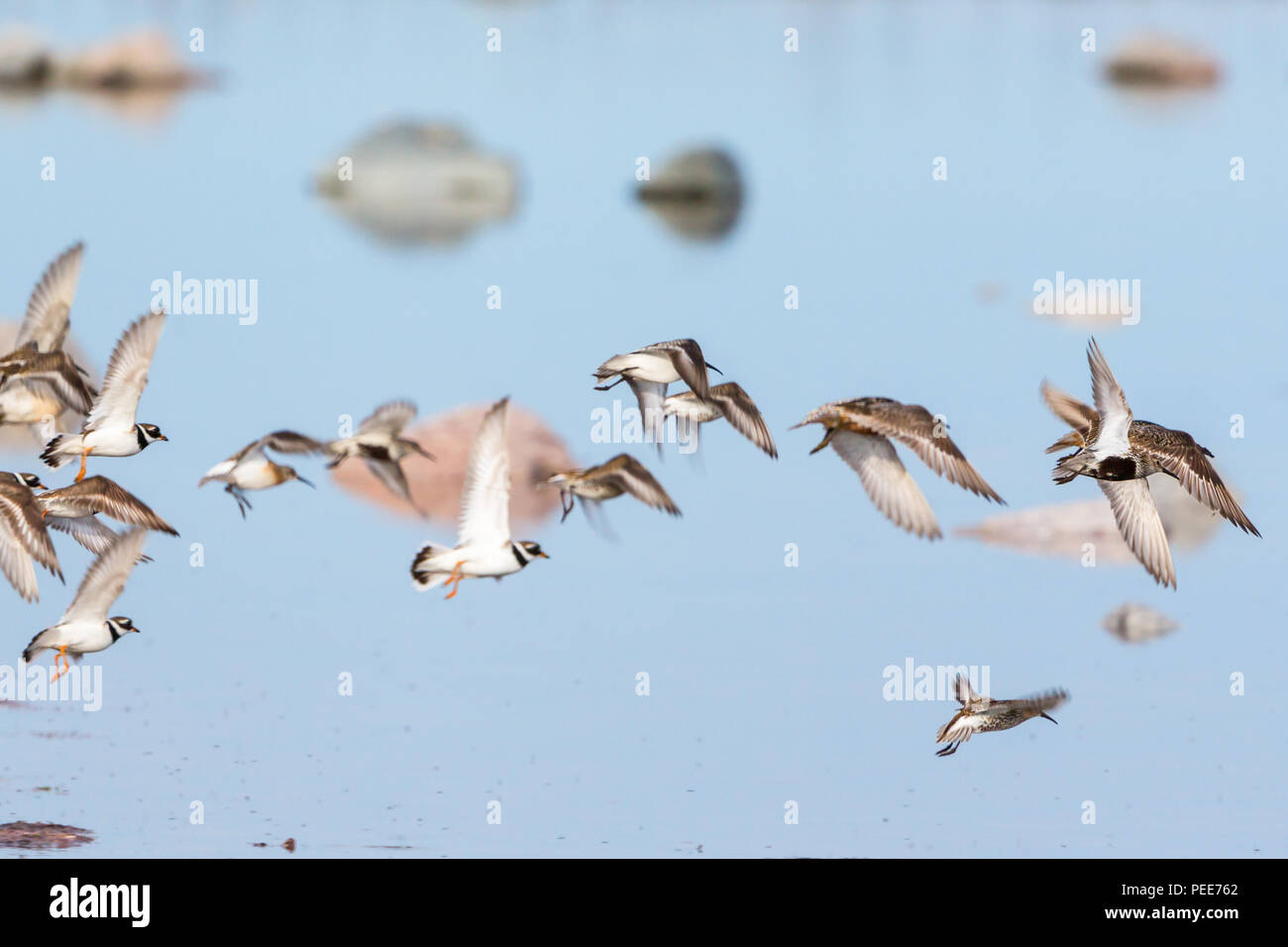 Flock of wading birds flying at the beach Stock Photo