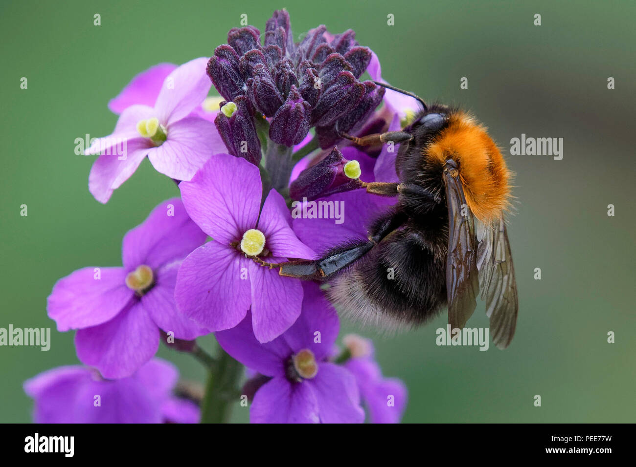 Tree Bumblebee feeding on Erysimum 'Bowles Mauve' flowers Stock Photo