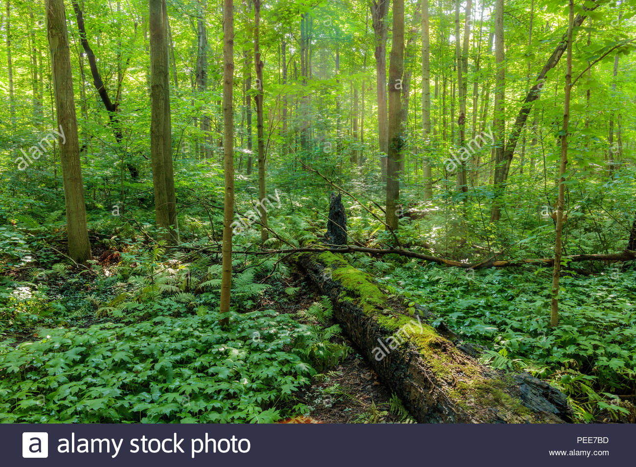 Eastern Deciduous Forest Stock Photos & Eastern Deciduous Forest Stock ...