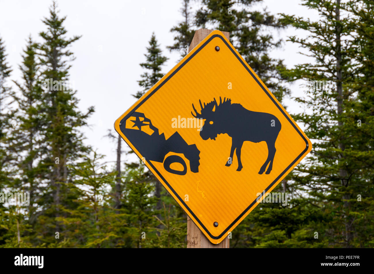 Moose warning road sign in Newfoundland Stock Photo