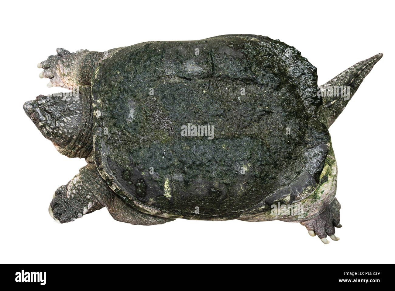 Snapping turtle ( Chelydra serpentina ) is creeping and raise one's head on white isolated background . Top view . Stock Photo
