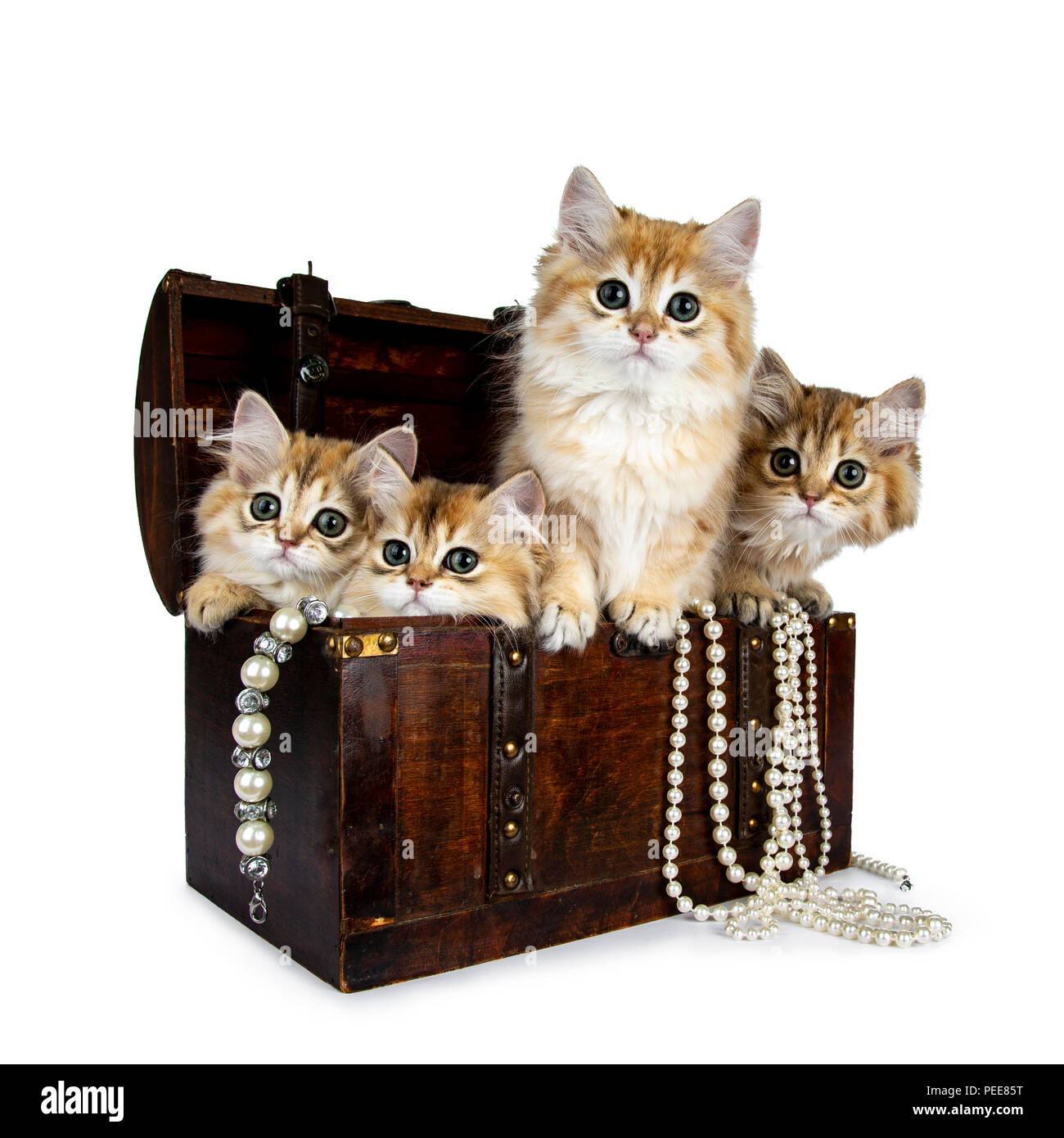 Four super sweet golden British Longhair cat kitten sitting in brown wooden jewel box with pearl necklaces, looking straight in de camera Stock Photo