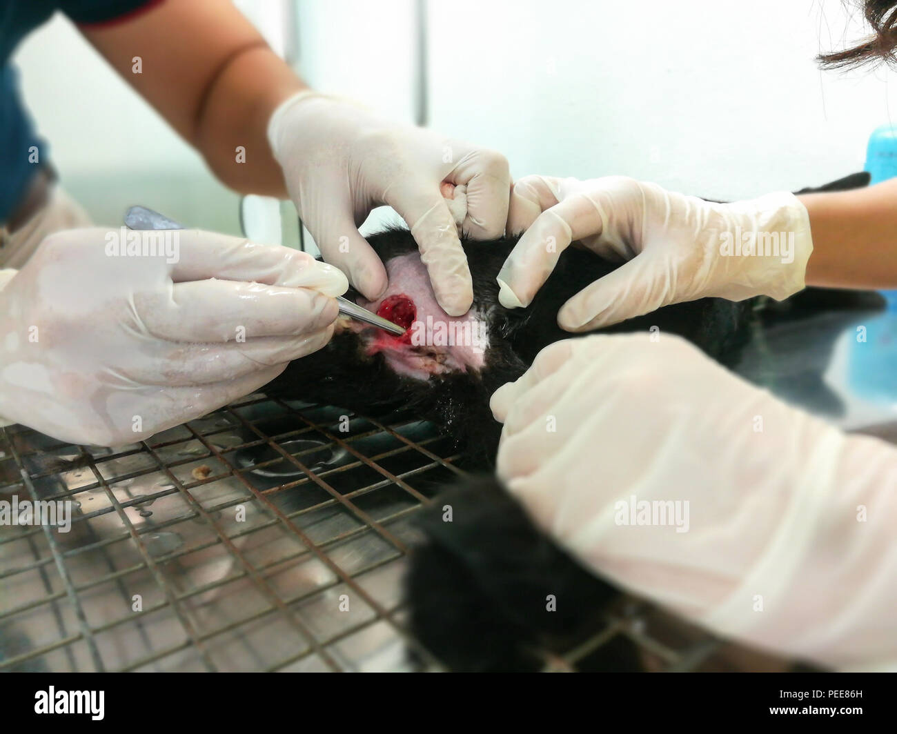 Fistula in ano ( Anal tract infection . Anal fistula . Abscess ) at bottom of domestic cat on operating table in veterinary clinic . Veterinarian is d Stock Photo