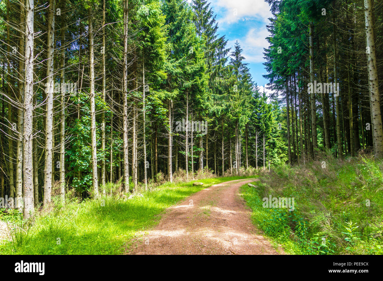 Forest hike trail in summertime Stock Photo