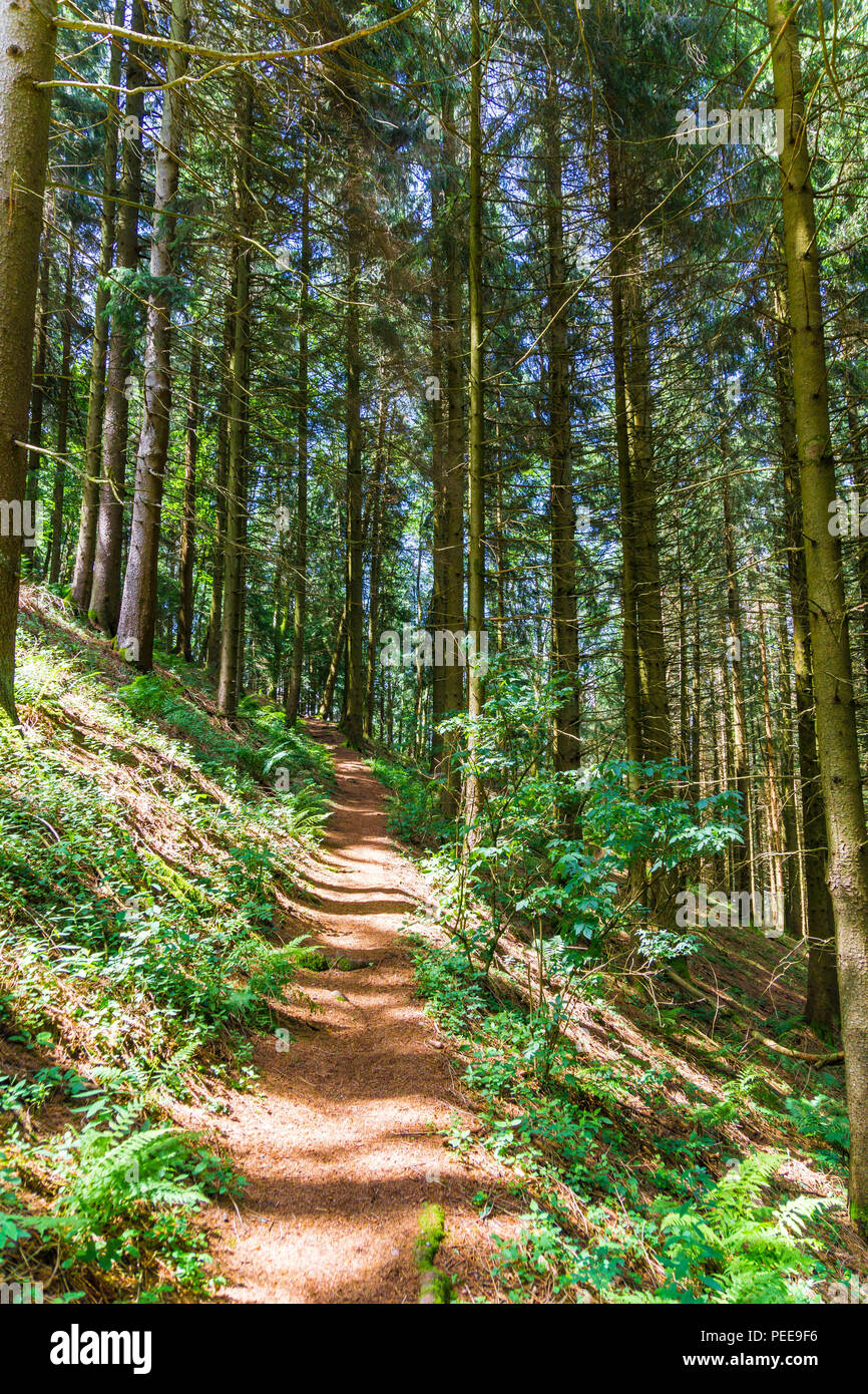 Narrow footpath through forest Stock Photo