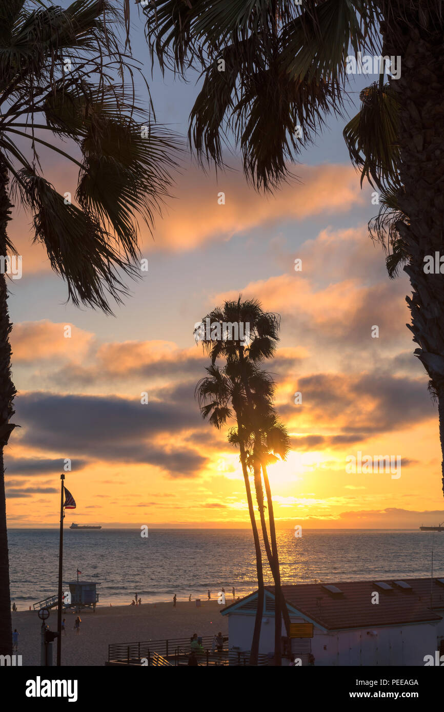 Palm trees and Pier on Manhattan Beach at sunset in California, Los