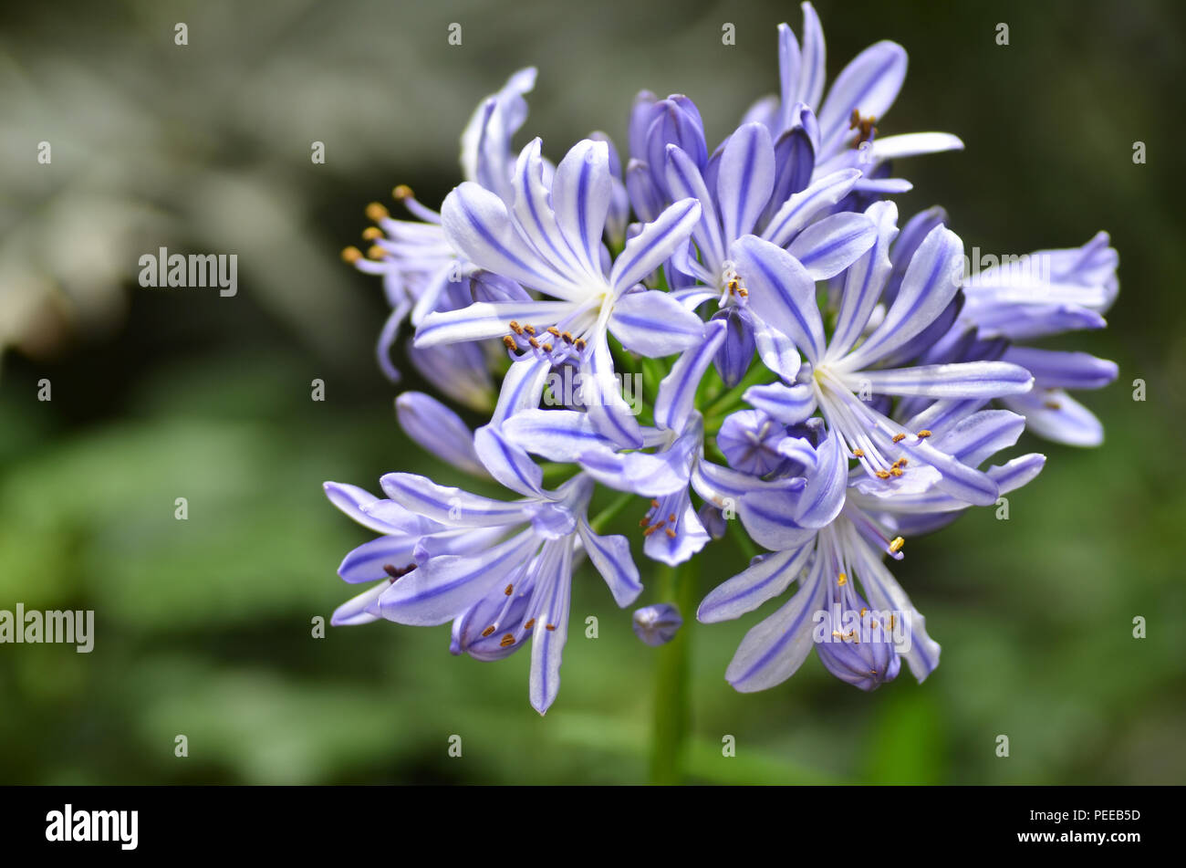 Blue and white blooming flowers of the Agapanthus in a border in the garden Stock Photo