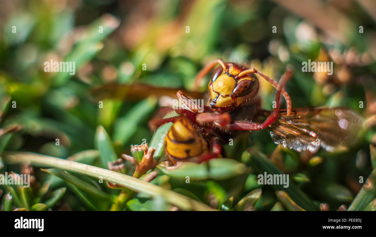 Huge European Hornet. Dangerous predatory insect. Close up Stock Photo