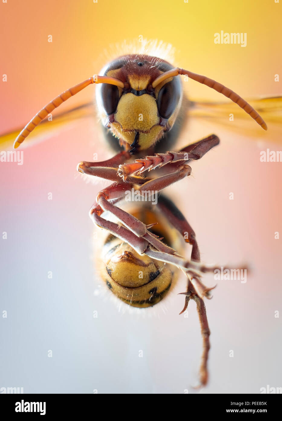 Huge European Hornet. Dangerous predatory insect. Close up Stock Photo