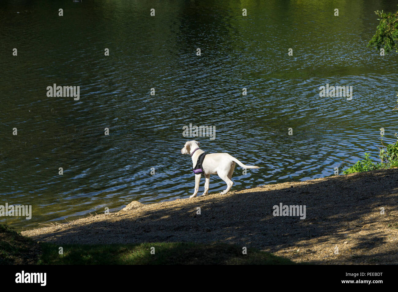 Young Labrador dog interested in water Stock Photo