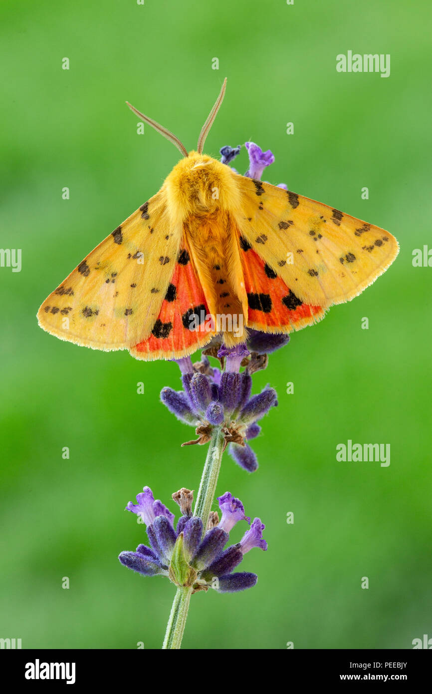 Diacrisia purpurata, Animal, Insect, Moth, Buterfly, Switzerland, Nature Stock Photo