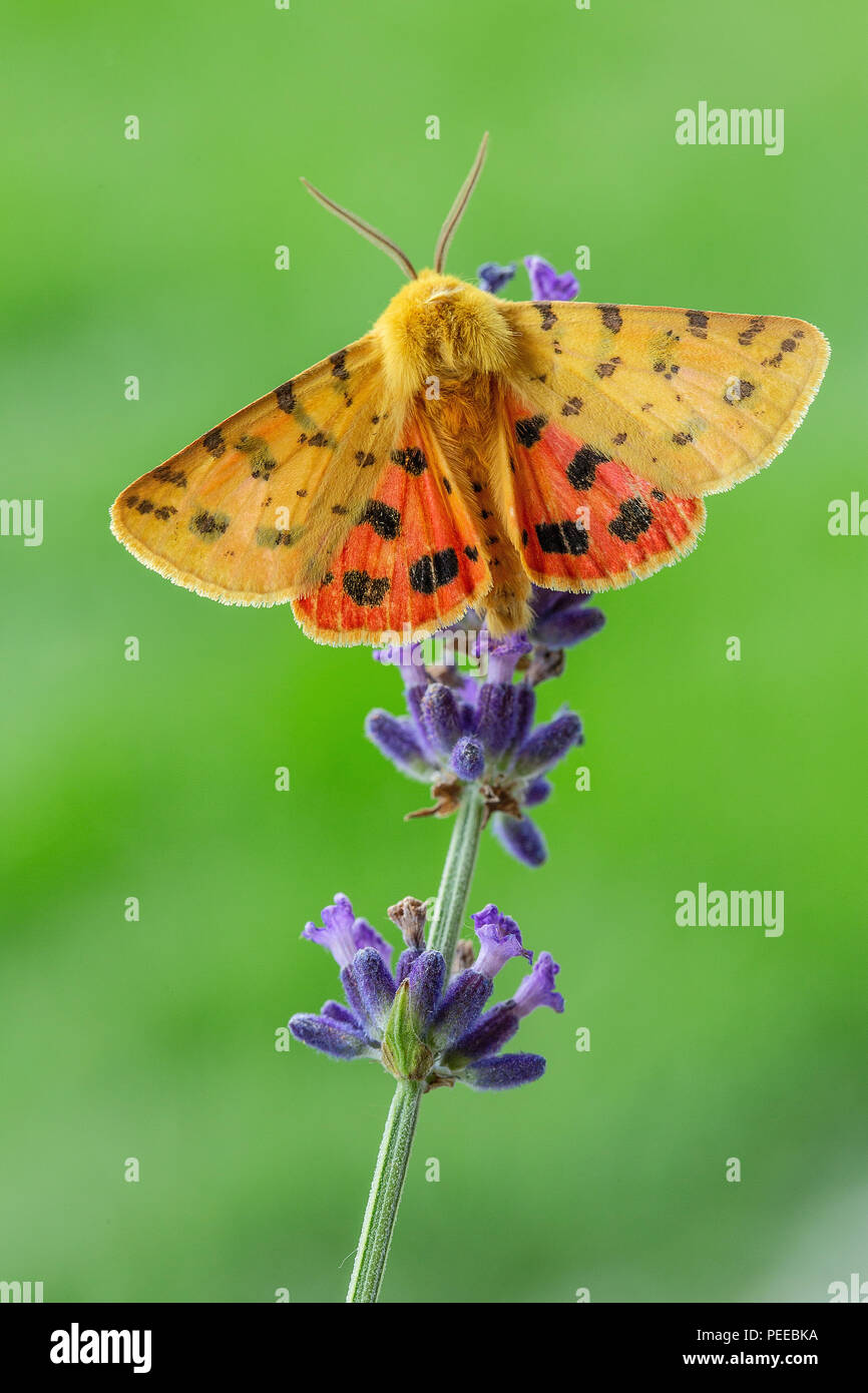 Diacrisia purpurata, Animal, Insect, Moth, Buterfly, Switzerland, Nature Stock Photo