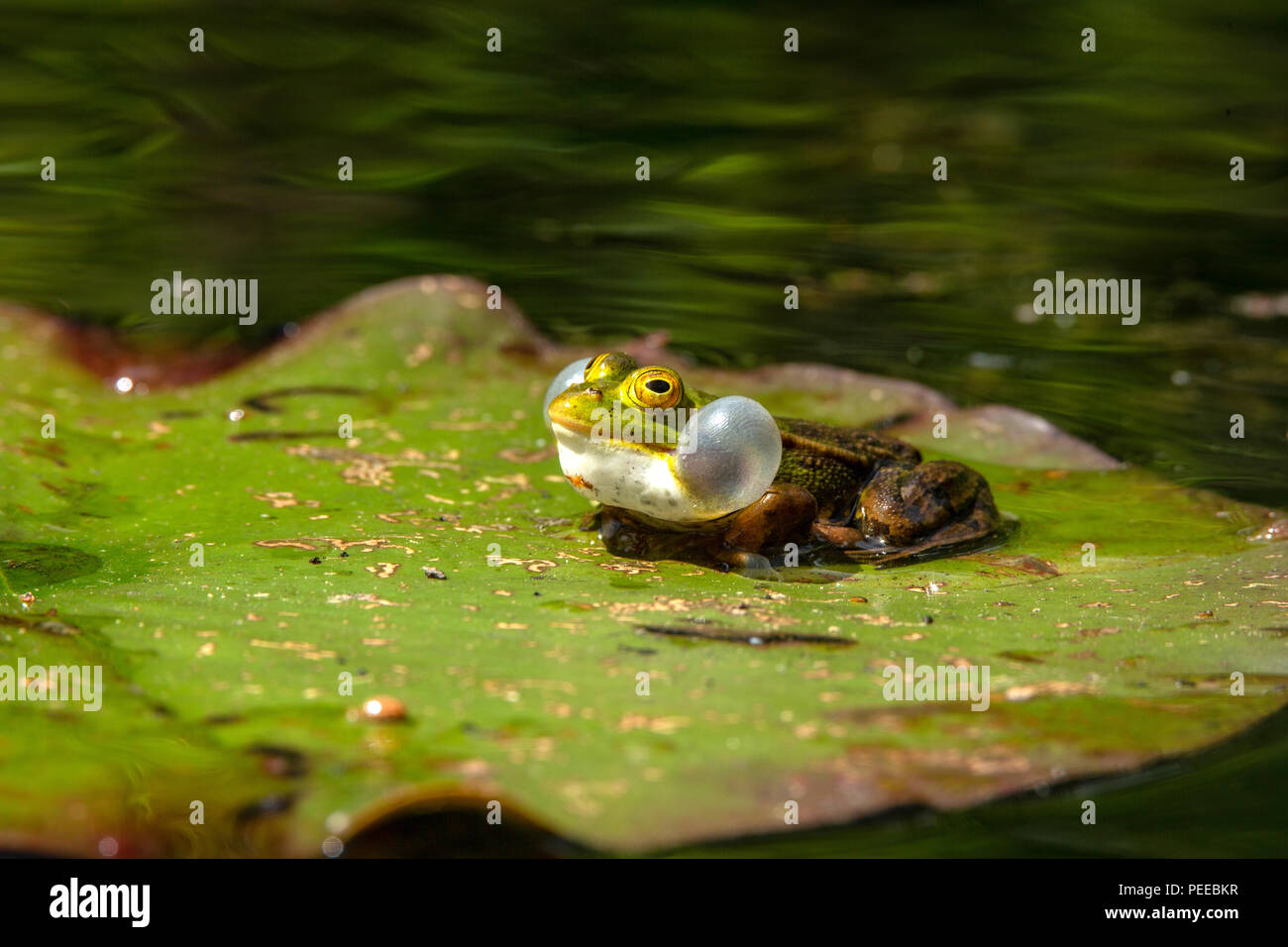 Pelophylax, Animal, Nature, Switzerland, true frogs,  Amphibia Stock Photo