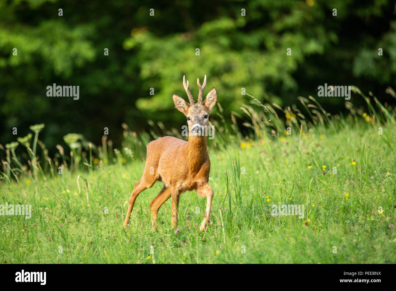 Capreolus capreolus, Animal, Mammal, Switzerland, European roe deer, Roe deer, roe Stock Photo