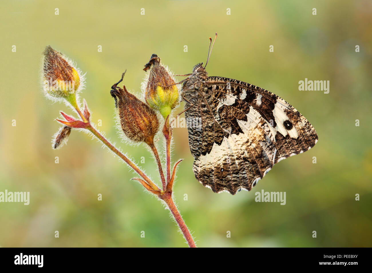 Brintesia circe, Nature, Insect, Switzerland, Butterfly, great banded grayling, Nymphalidae, Lepidoptera Stock Photo