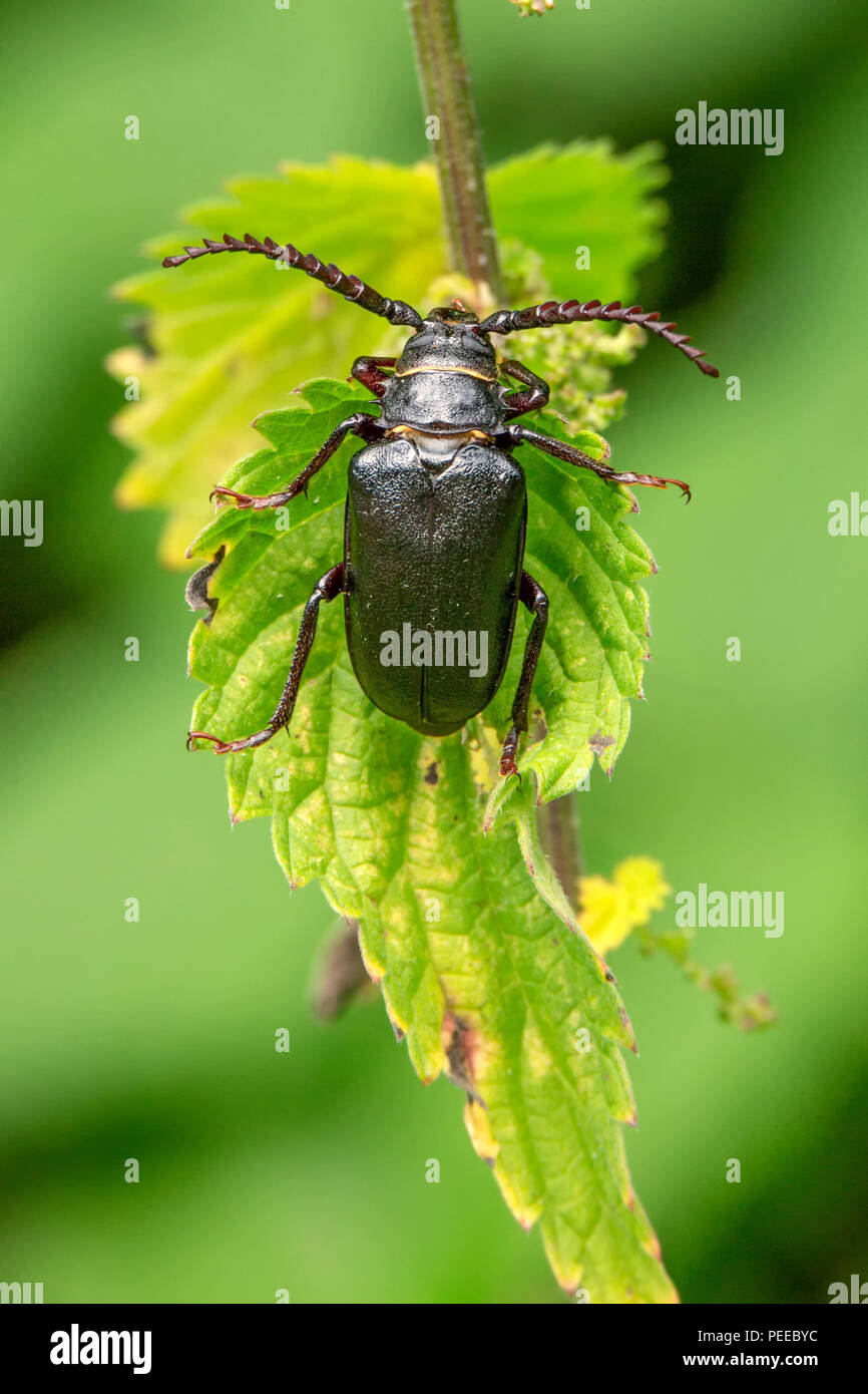 Prionus coriarius , Nature, Switzerland, Insect, the tanner, the sawyer,  longhorn beetle Stock Photo