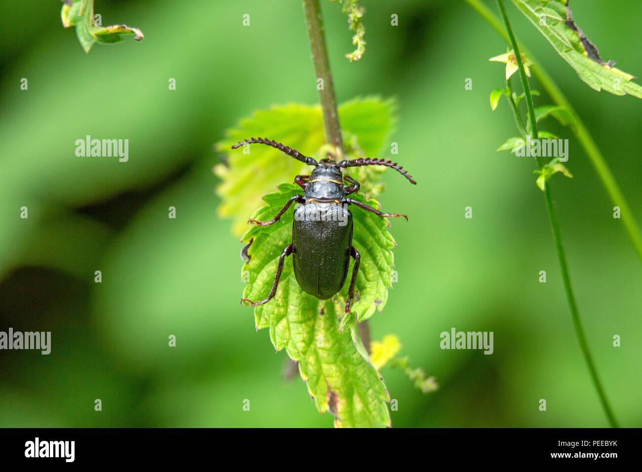 Prionus coriarius , Nature, Switzerland, Insect, the tanner, the sawyer,  longhorn beetle Stock Photo