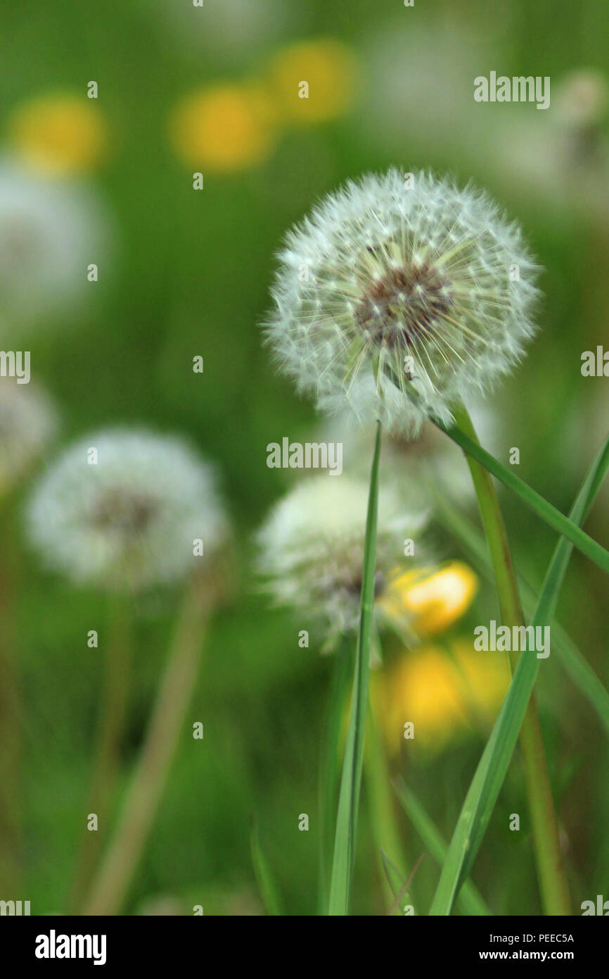 White dandelion clocks close-up at eye level in a green field in a portrait format Stock Photo