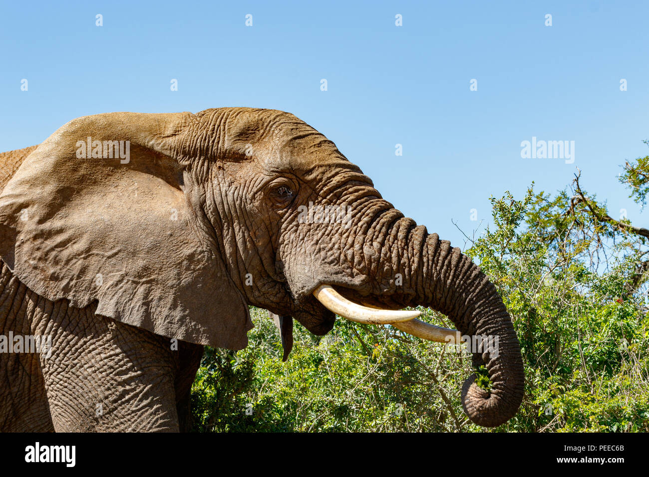 Elephant standing with his trunk curling towards his mouth Stock Photo
