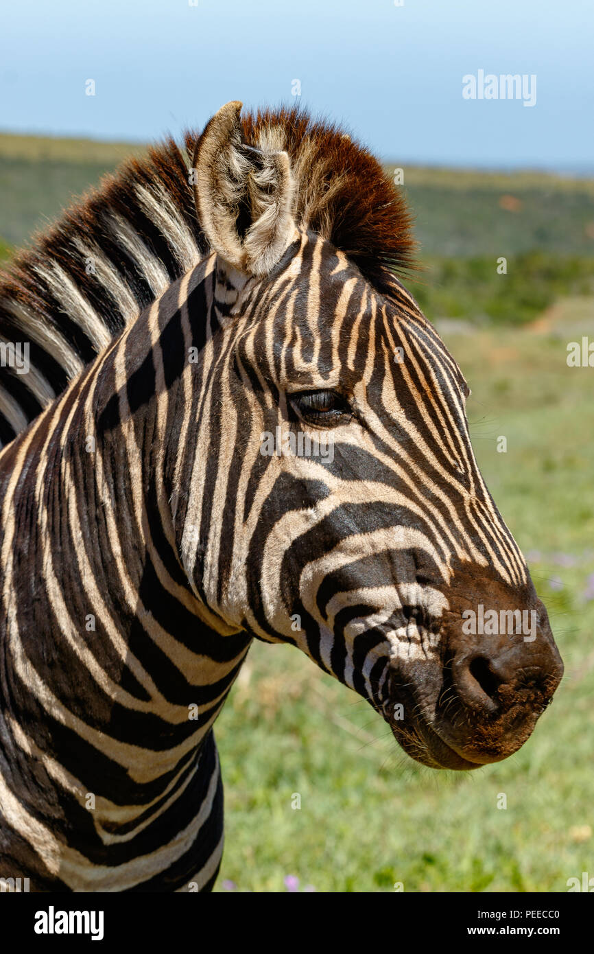 Close up of a Zebra standing and staring in the field Stock Photo