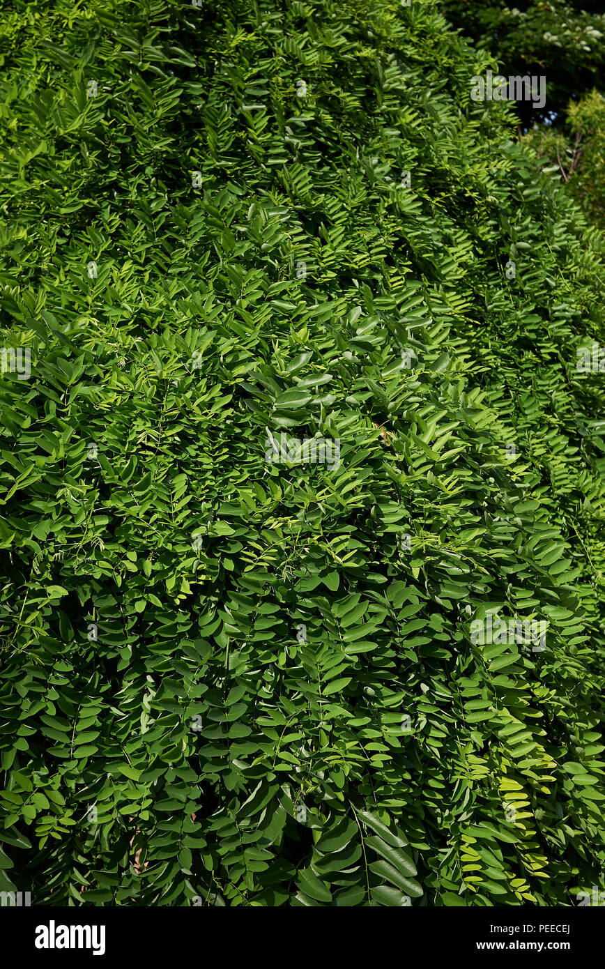 Styphnolobium japonicum pendula Stock Photo