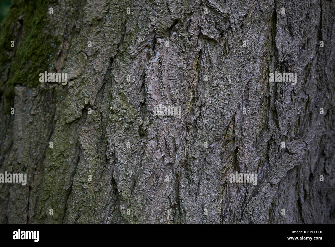 Styphnolobium japonicum bark Stock Photo