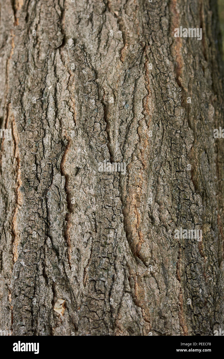Styphnolobium japonicum bark Stock Photo