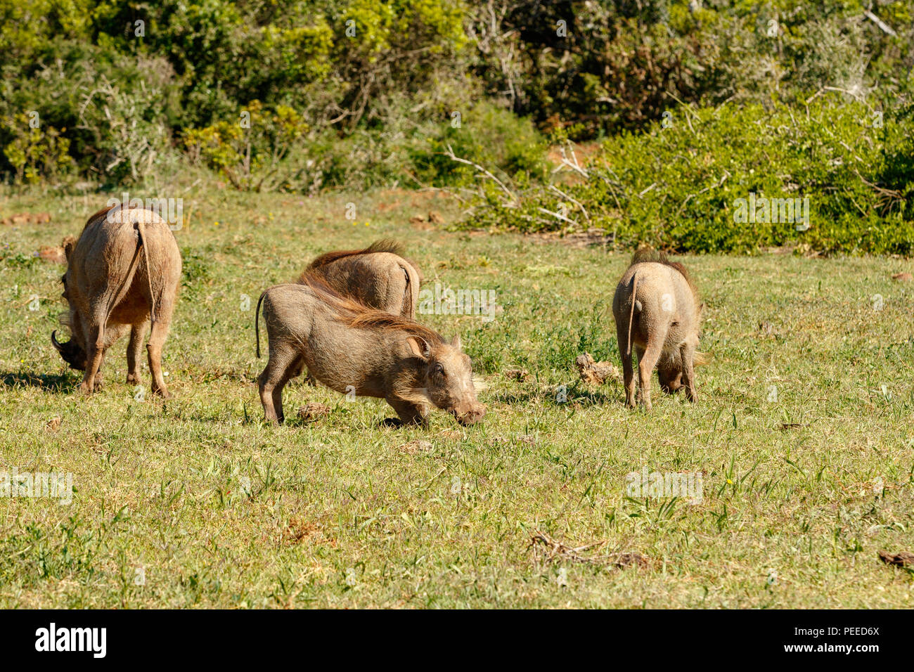 Warthogs gathering together in a circle to eat grass in the field Stock Photo